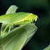 Summer Bug Music Fest – No Ticket Required