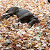 Leaf it Be