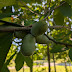 Pawpaws – Taste of the Tropics