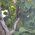 Quiet Neighbors – Grey Rat Snakes