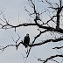 Eagles Soaring Over Ohio