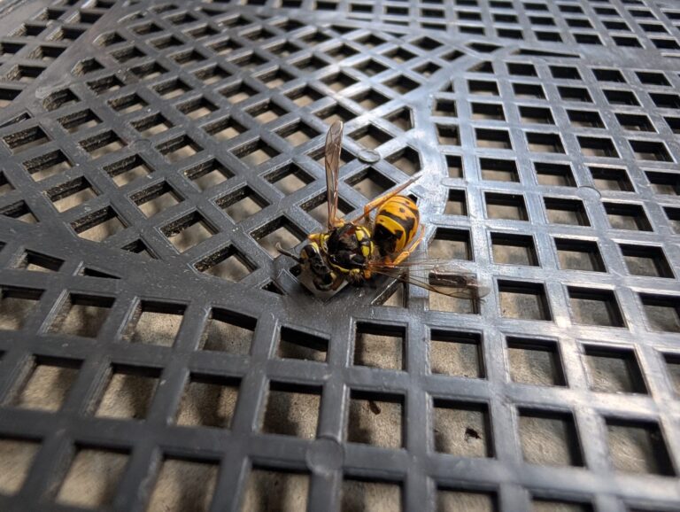 Yellow jacket wasps especially active in late summer.
